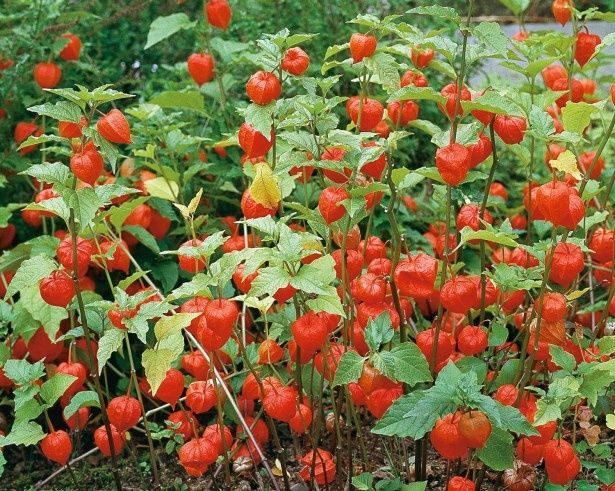 Продаётся рассада и семена физалиса (Капский крыжовник, земляная клюкв