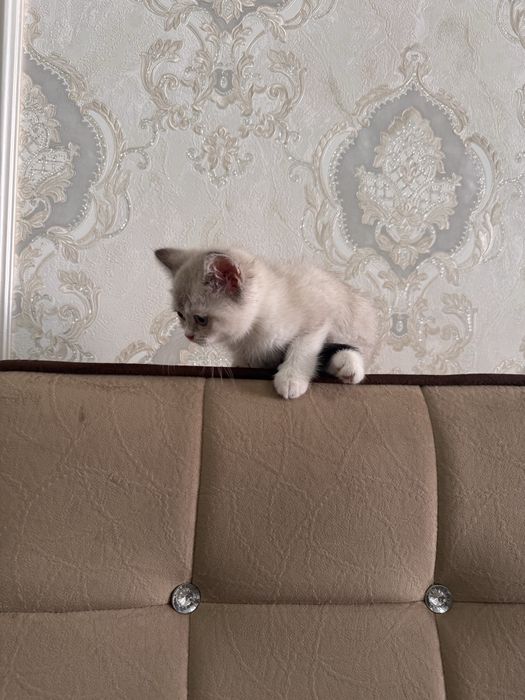 Шиншила девочка срочно продается