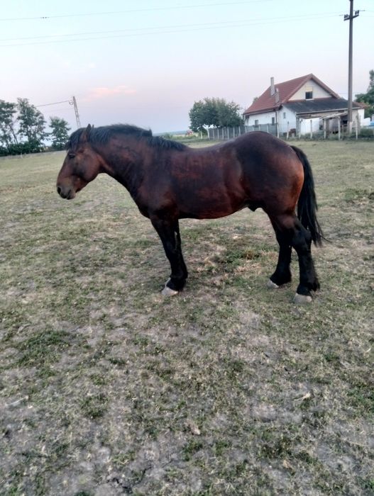 Armăsar de 2 ani
