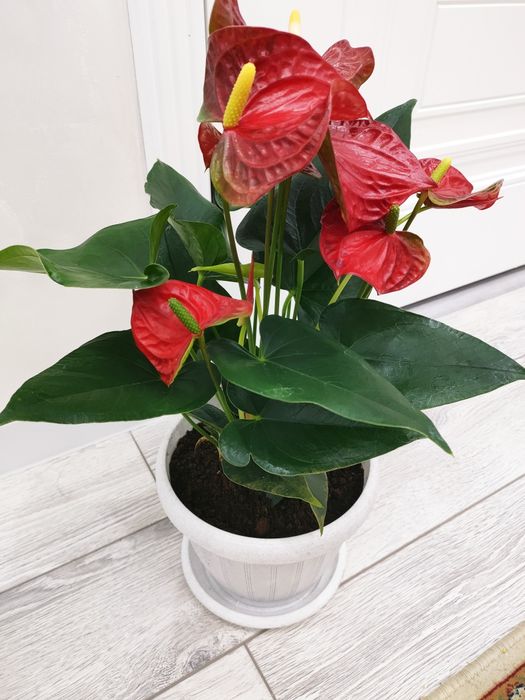 Комнатные цветы, доставка