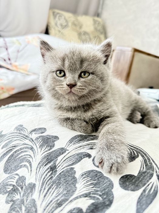 Котята, шотландские, страйтики)