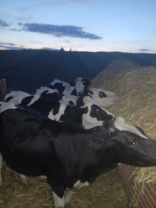De vânzare 5 juninci holstein cu vârsta de 1 an și 8 luni 3 dintre ele montate mai multe detalii la nr de tel 0751466472 Călacea Bihor