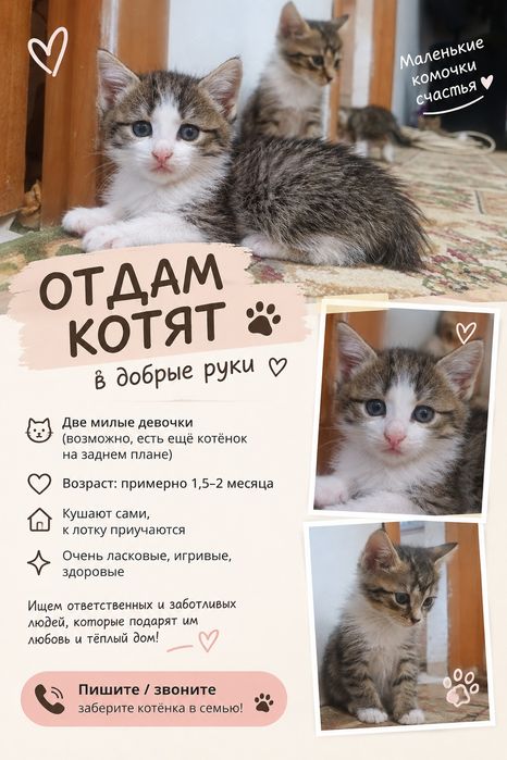 Отдам котят в добрые руки