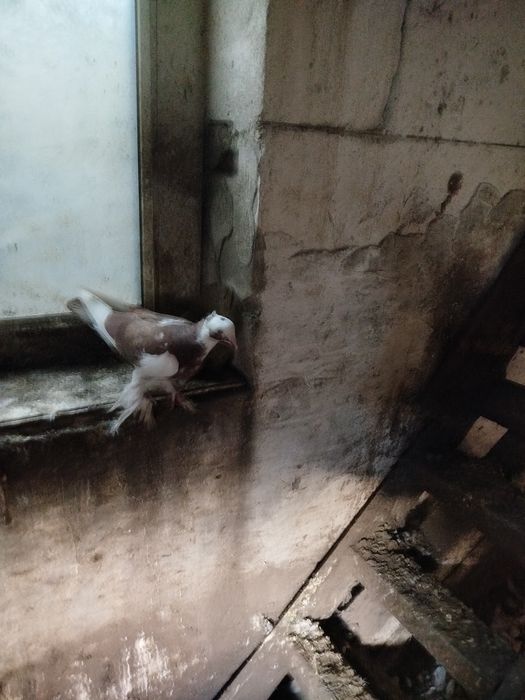 Продам голубей СРОЧНО