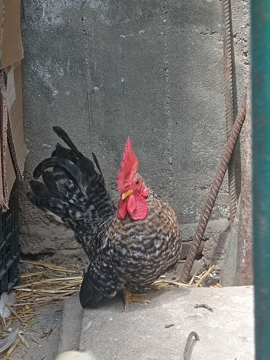 Cocoș Chabo Barat
