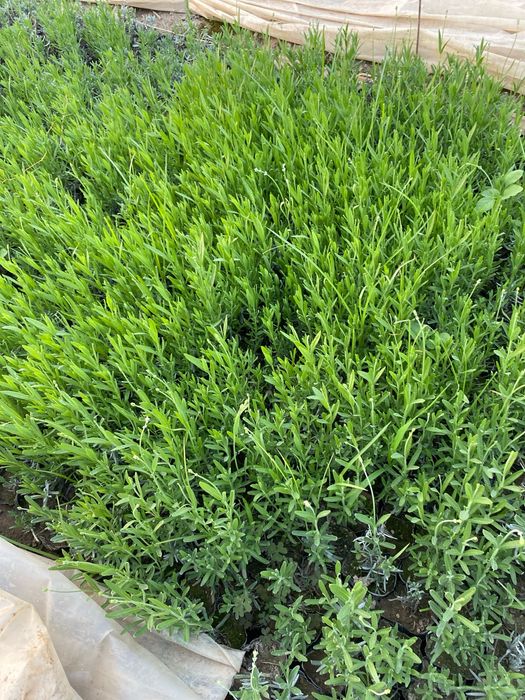 Lavanda fransuskiy kochat bor