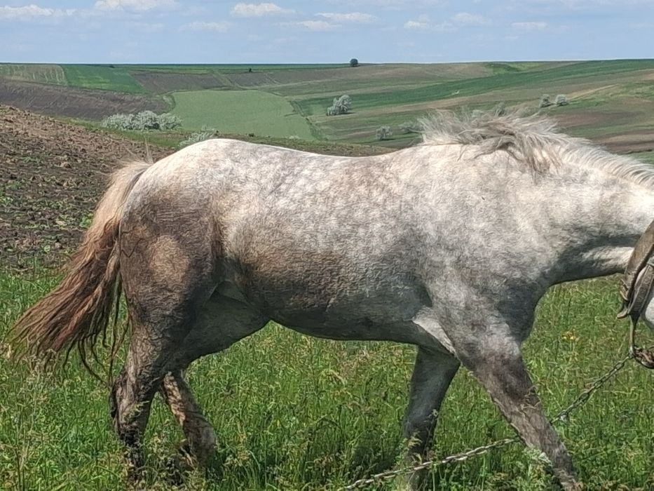 Mânză de vânzare de un an și 10 luni