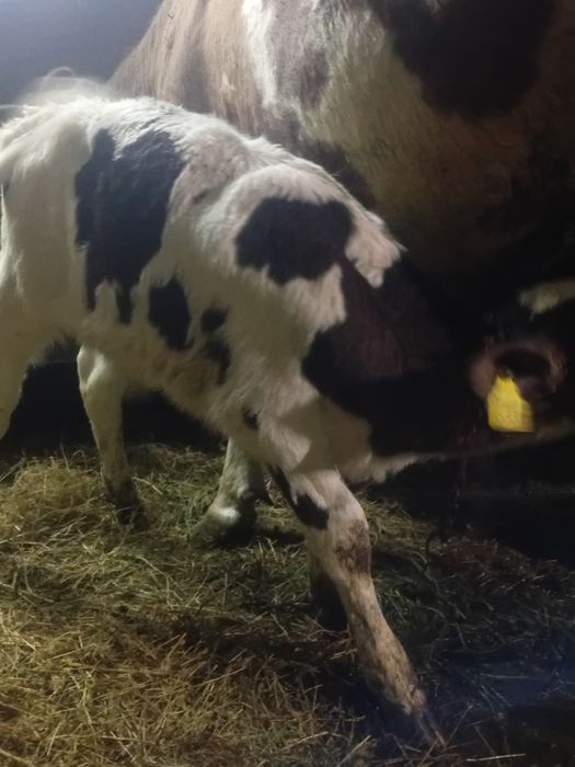 Vând 3 tăurași un belgian si doi bălțați