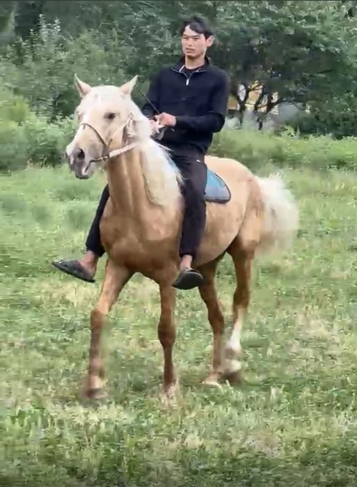 Продам верховую лошадь!