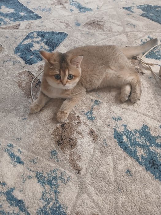 Залатистий шиншила тоза зотлик 4 ойлик