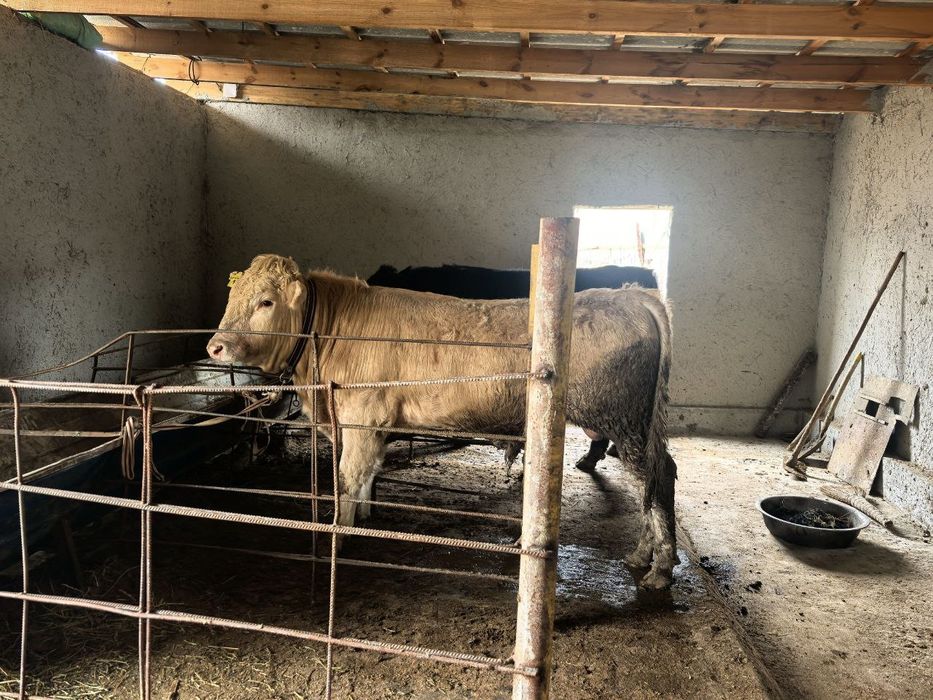 Buqacha sotiladi srochna