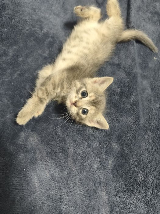 Котята бесплатно