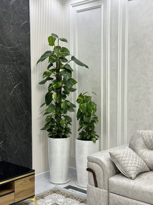 Комнатные растения с гарантией качества – скидки до 30%