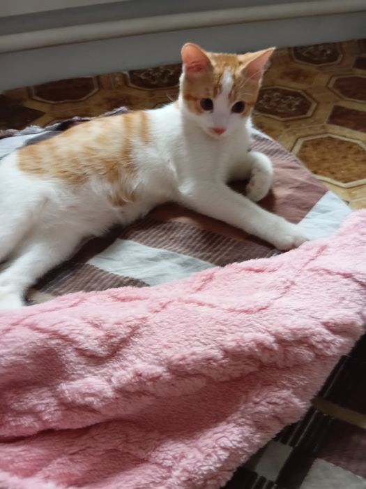 Отдам котёнка 4 месяца