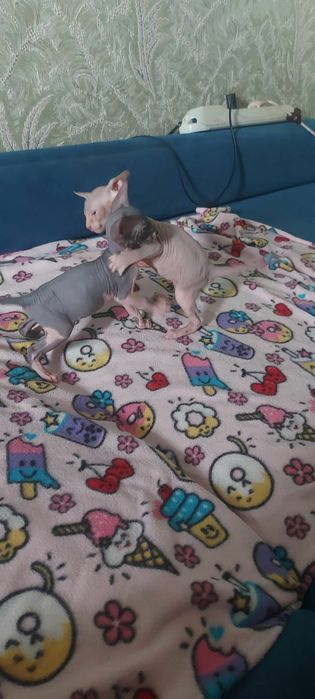 Котята сфинксы ливкой