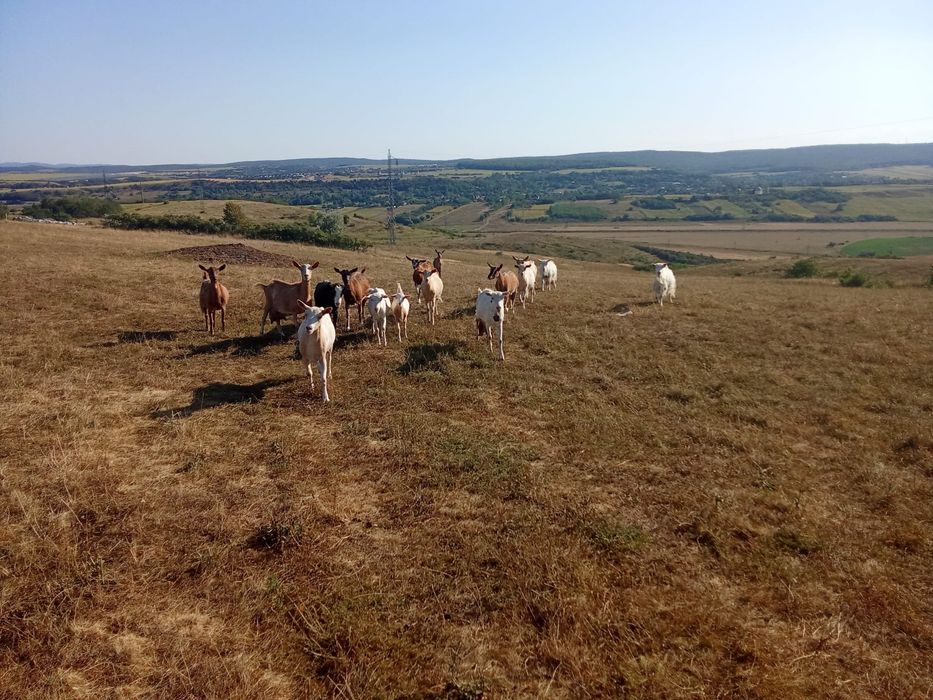 Vand 15 capre bune de lapte, Botosani, in oras.