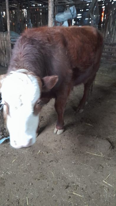 Продам быка белоголовый 2 года