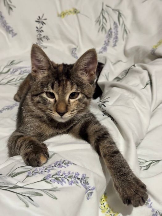 Котёнок девочка бесплатно