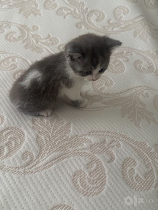 Мушук боласи,котенок