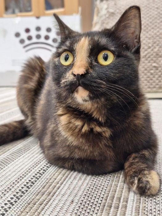 Отдам шикарную кошечку