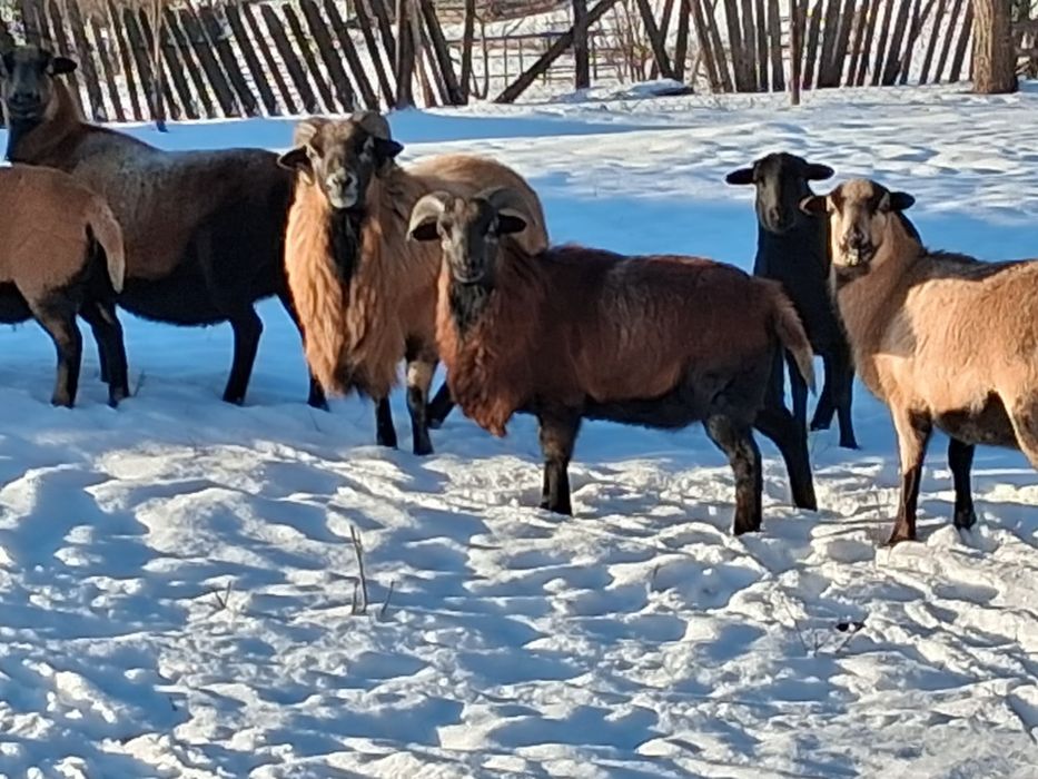 Berbec  camerun virsta 8 luni