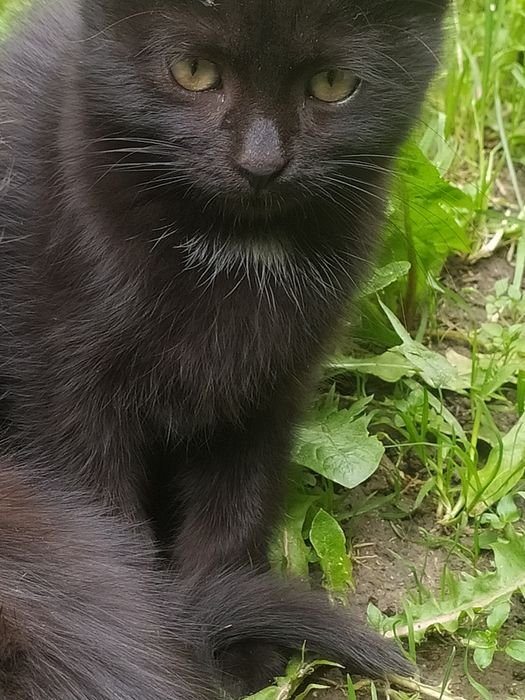отдам котят в хорошие руки