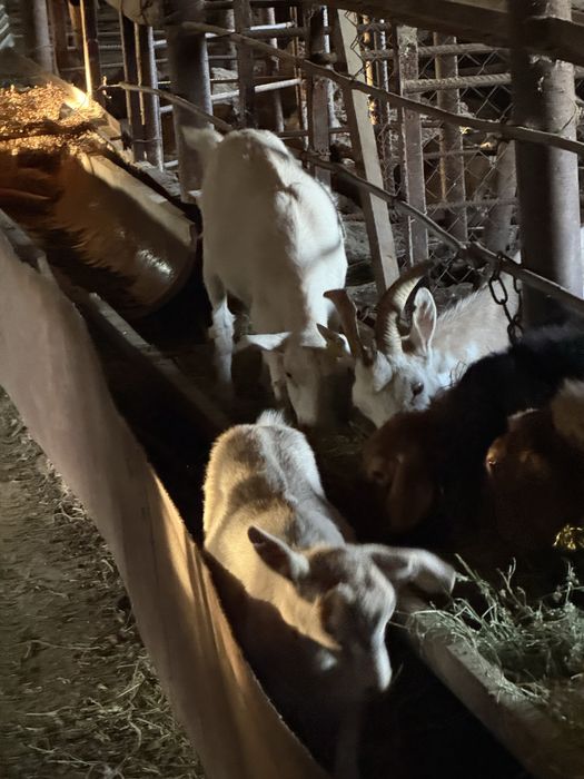 Продам козу голандскую