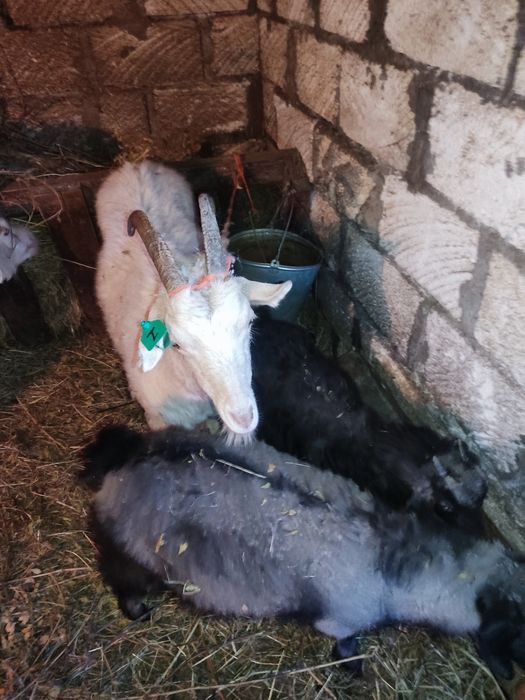 Коза с козлятами