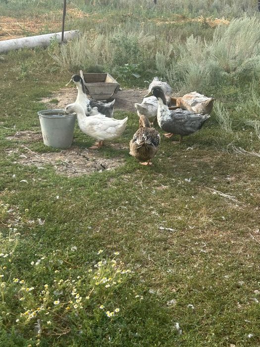 Домашние утки продам
