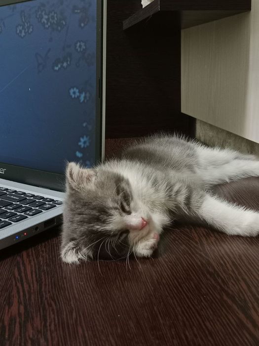 Породистый котенок