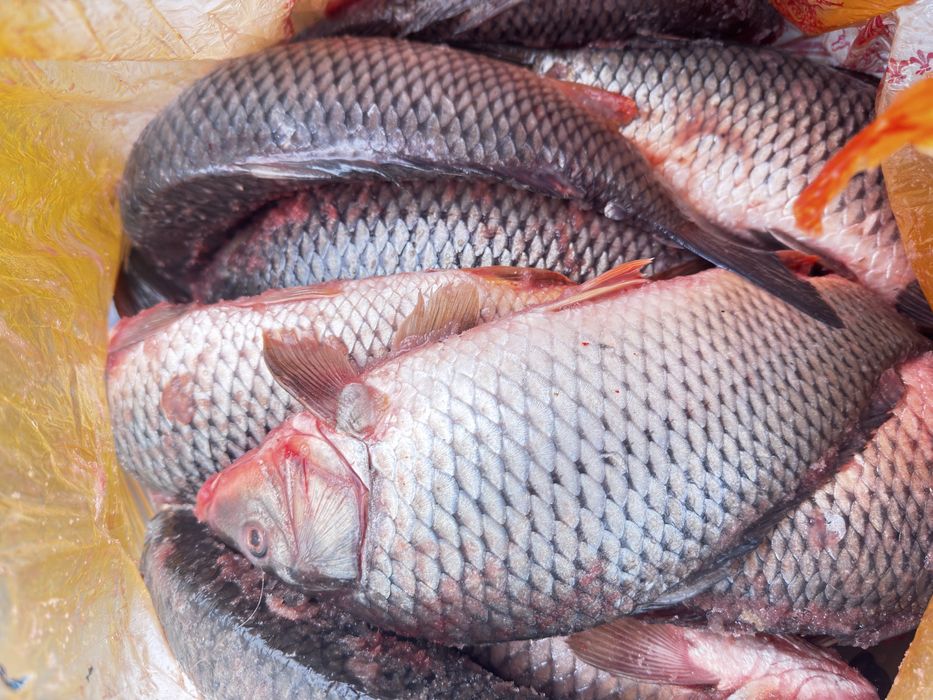 Рыба маленькие сазанчики