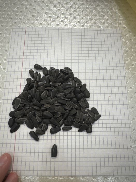 Семечка Кондитерка Крупная