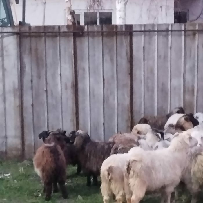 Козы молодые коза козел