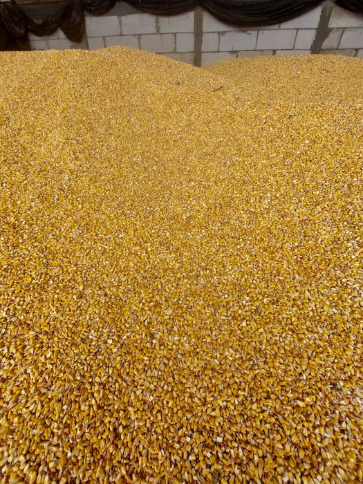 Porumb boabe de vanzare