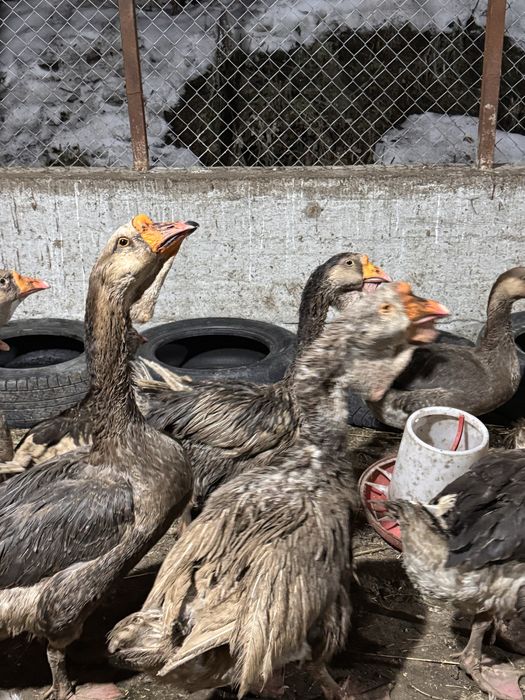 Яицо гусиное холмогор