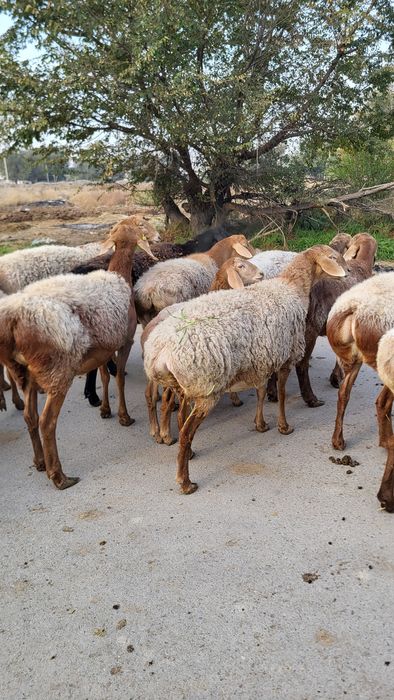 Продам Арашан маток