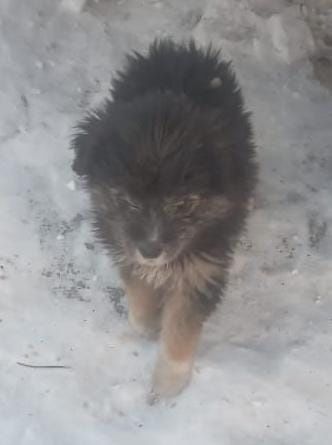 Щенки , бесплатно