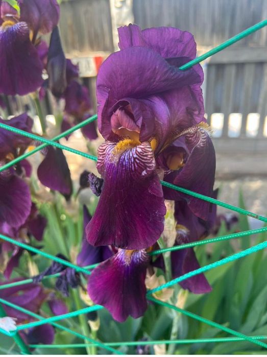 Красивые цветы для вашего сада