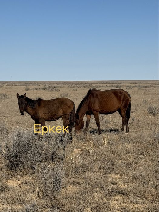 Еркек жабағылар сатылады