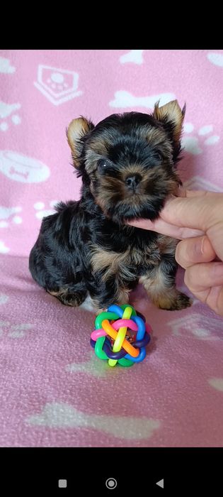 Мини йоркширски териер момчета