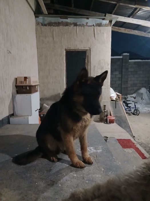 Продается немецкая овчарка  мальчик