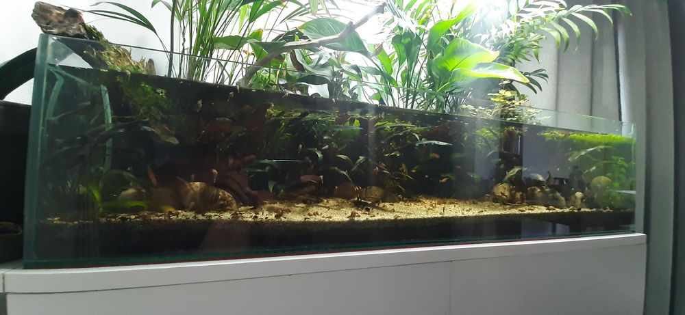 acvariu / terrariu complet echipat