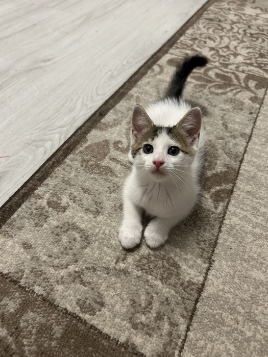 Adoptie pisicute