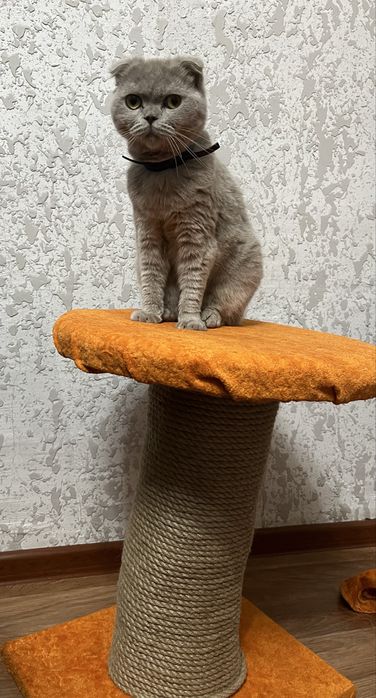 Британская вислоухая кошка