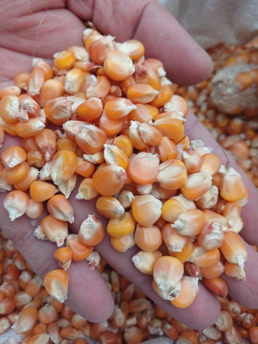 Вингерка маккажўхори уруғи сотилади