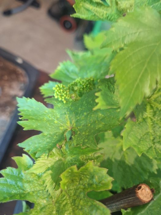 Черенки винограда вегетирующие