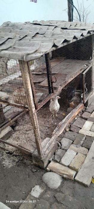 Товук катак сотилади 500000