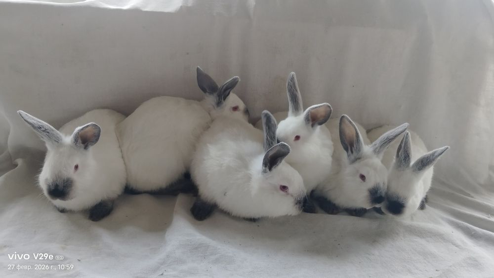 Кролики породы калифорницы