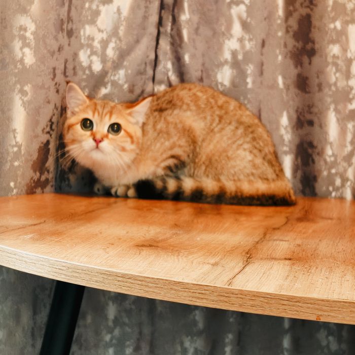 Котята разной породы