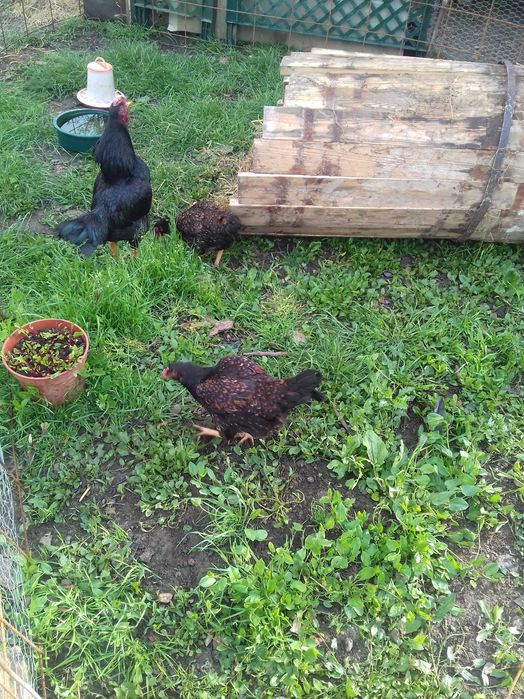 Vand familie găini combatant indian pitic negru cu galben